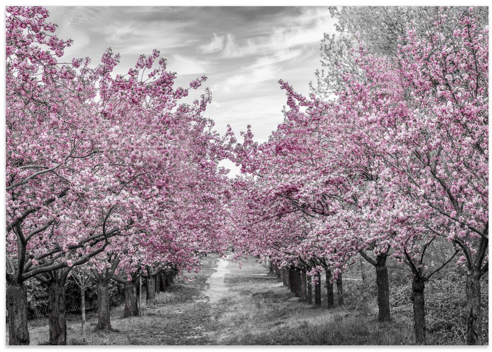 Charming cherry blossom alley