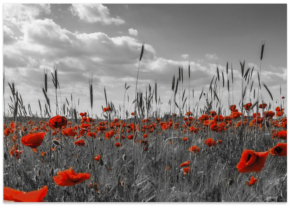 Field of poppies in colorkey