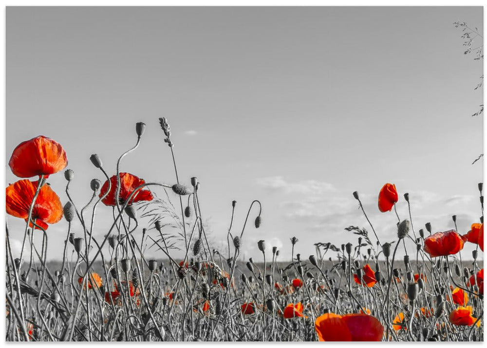 Lovely Poppy Field | panoramic view