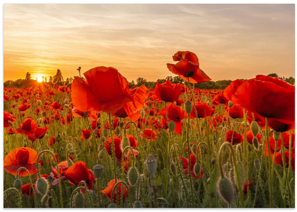 Setting sun in field of poppies | Panoramic