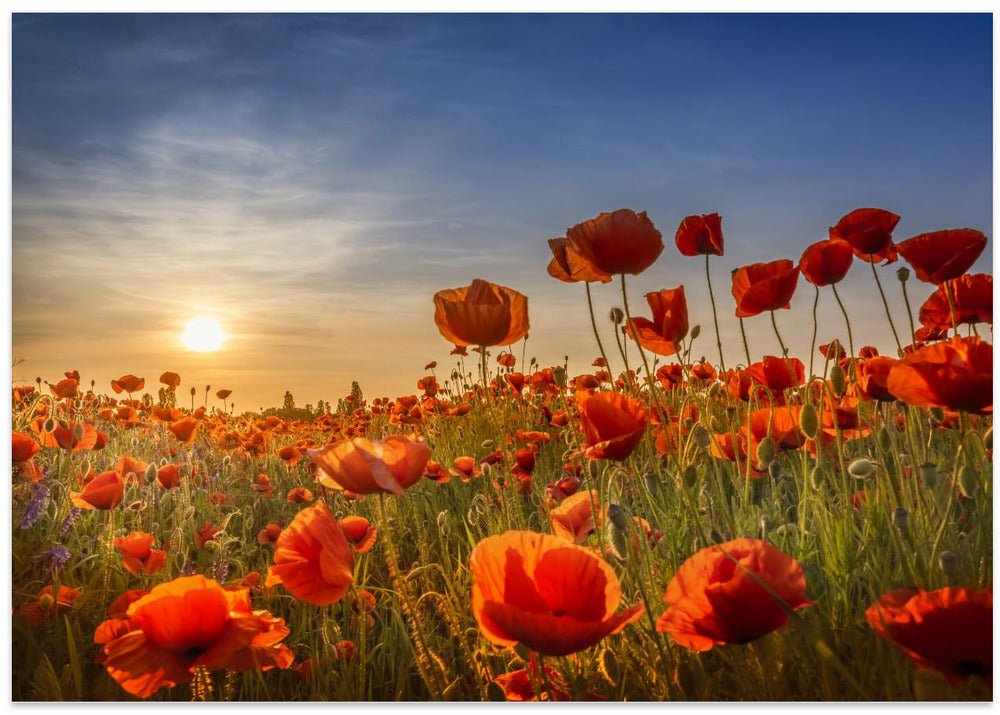 Poppies in the sunset
