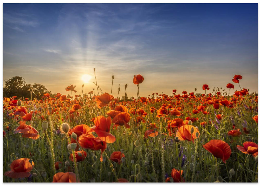 Poppy idyll in sunset