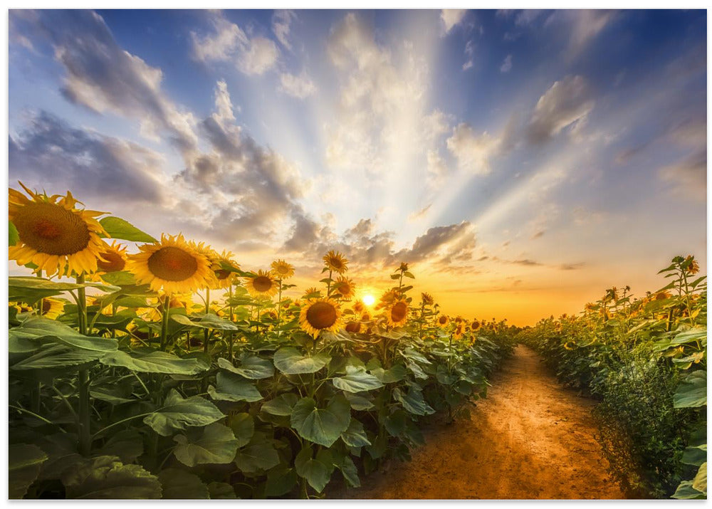 Path through the sunflower field