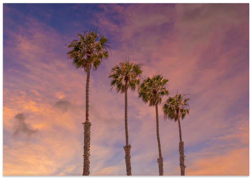 Palm trees - Idyllic sunset