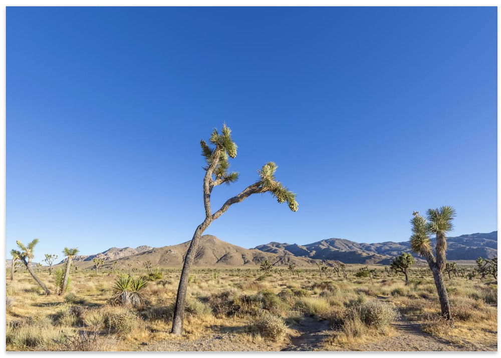 Joshua Tree National Park Impression