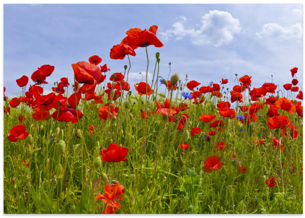 Field of Poppies | panoramic view