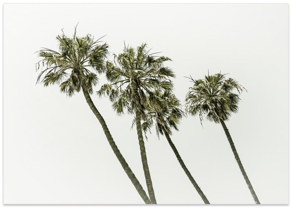 Palm trees by the sea | Vintage