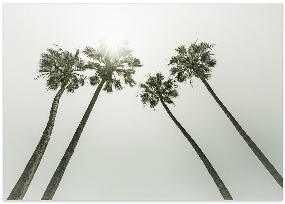 Lovely vintage palm trees in the sun