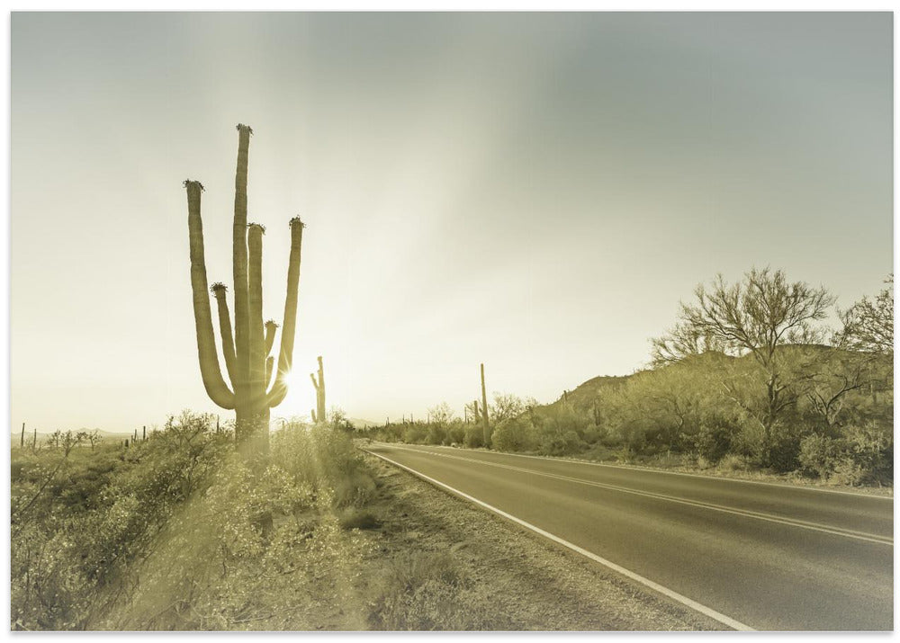 SAGUARO NATIONAL PARK Setting Sun | Vintage
