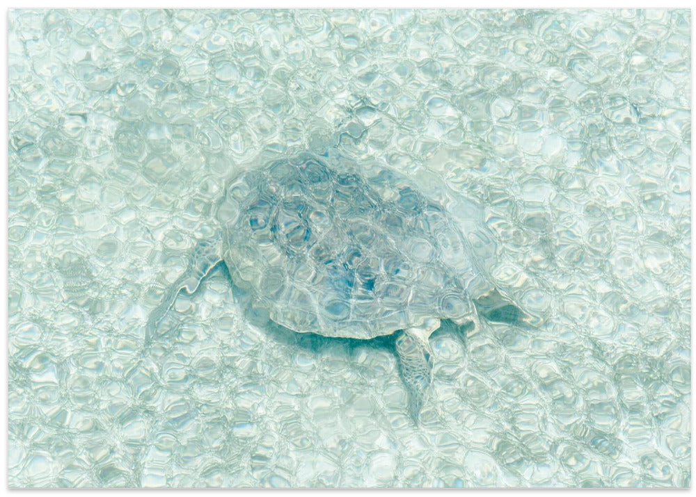 Turtle underwater