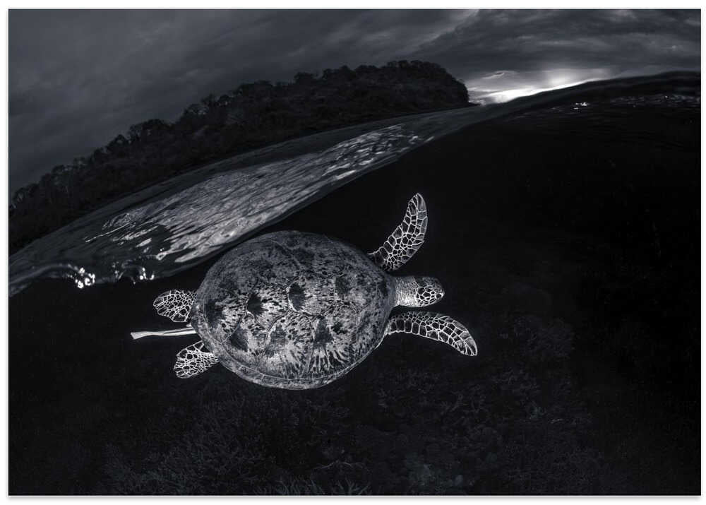 Monochrone, Split Level and Green Sea Turtle