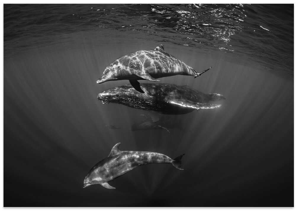 Dolphins with Black and whale