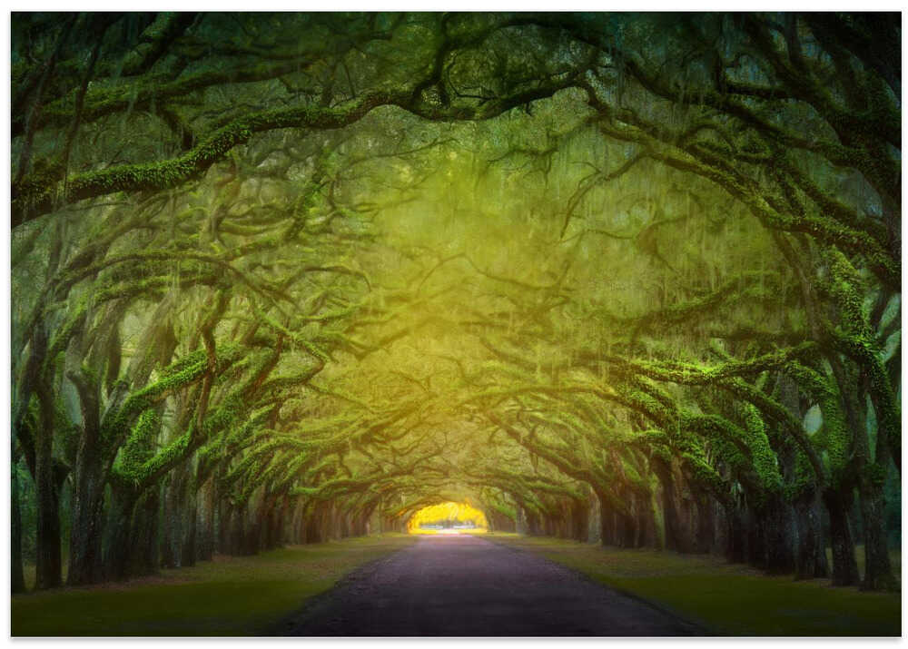 Candler Oak Trees, Savannah