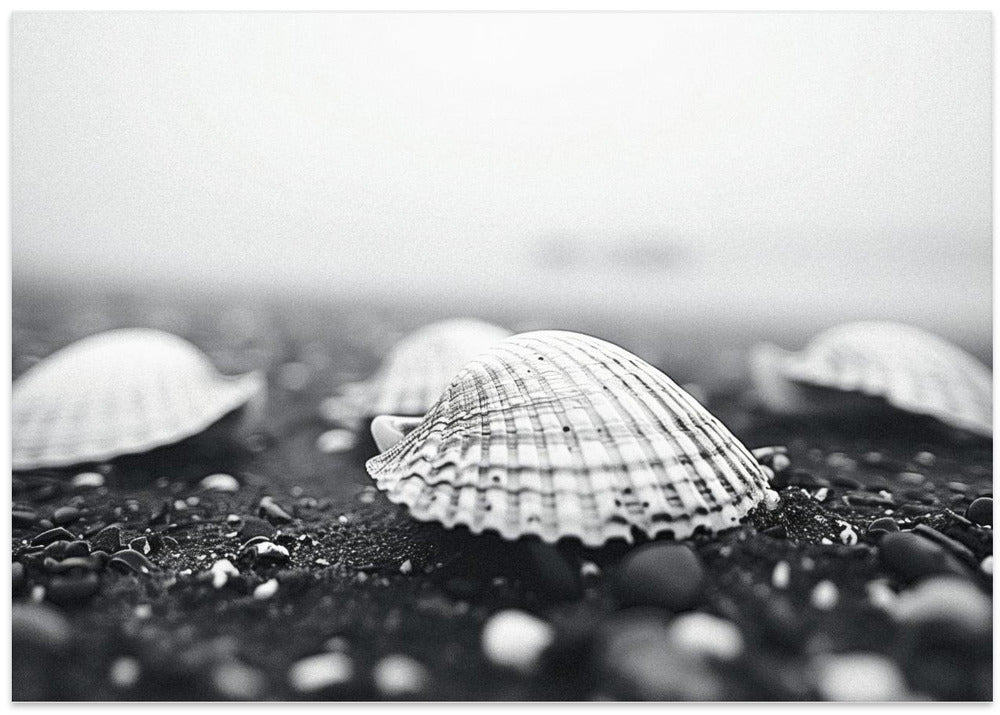 Seashell Serenity