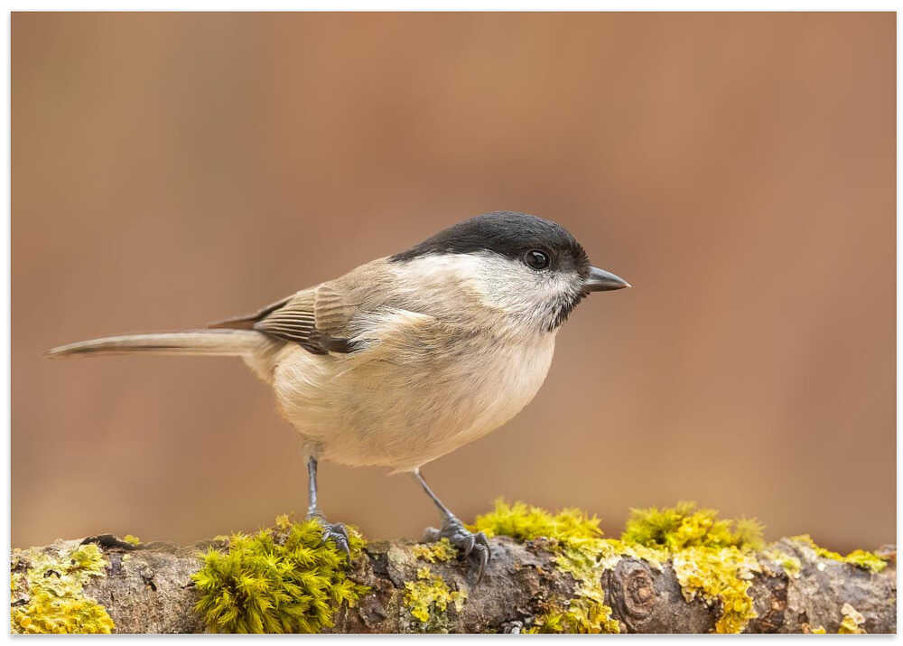 Always alert this little bird.