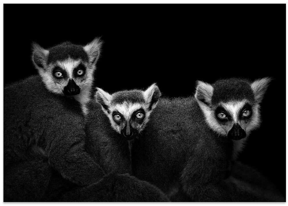 Lemur Trio