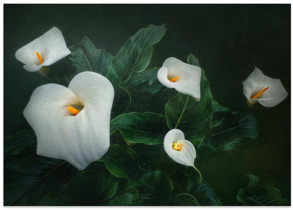 Calla Lily