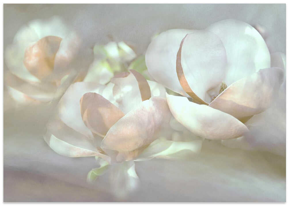 Magnolia dreams