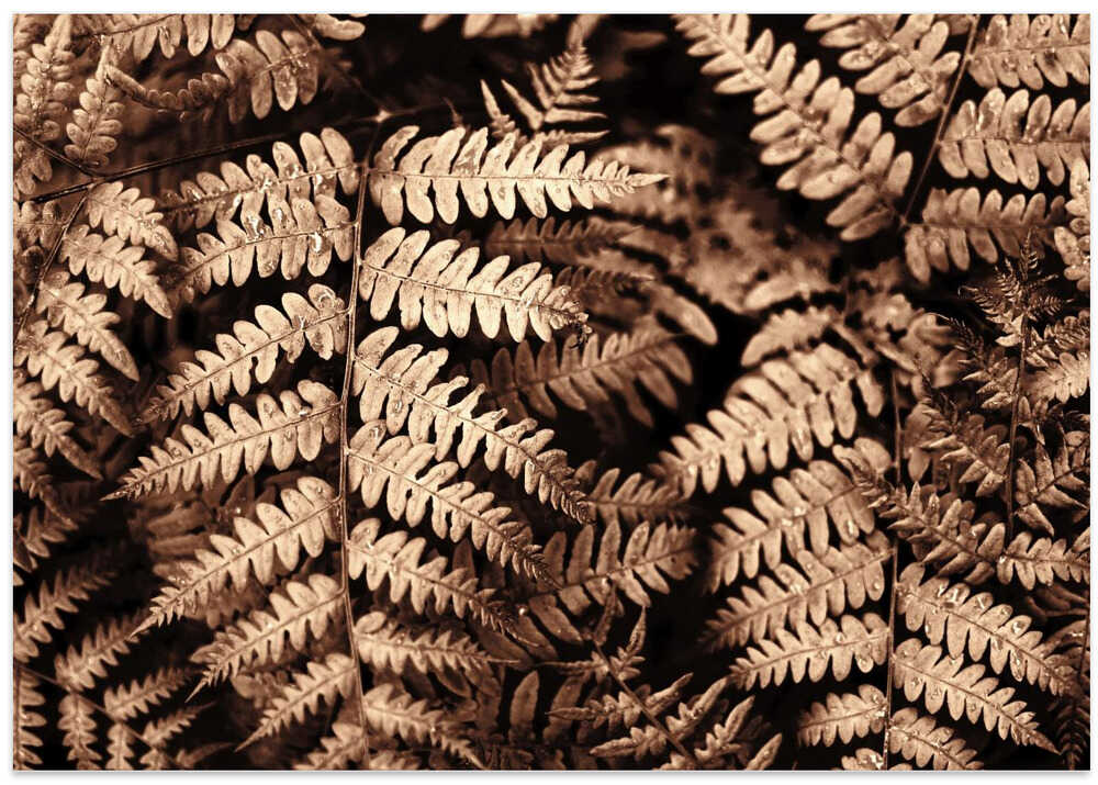 Fall fern