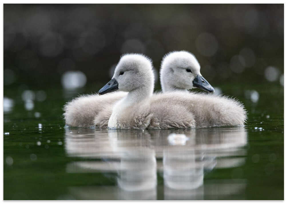 Wild swan babies on the lake