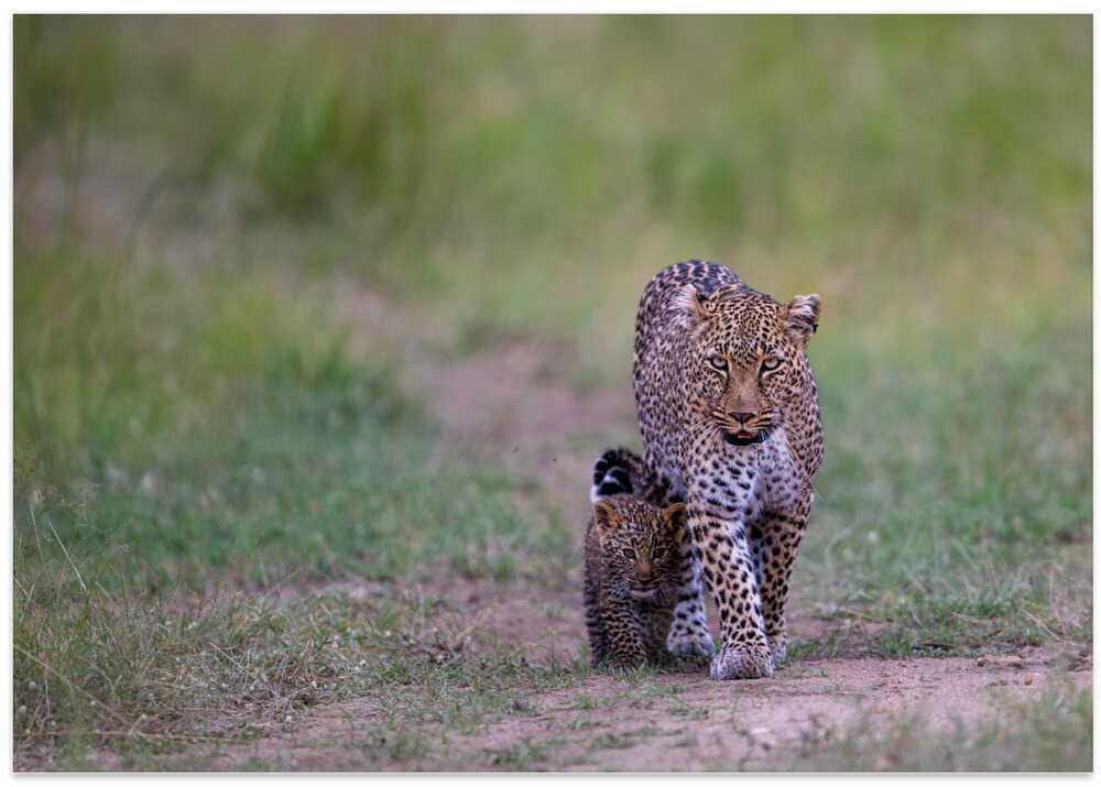 leopard family