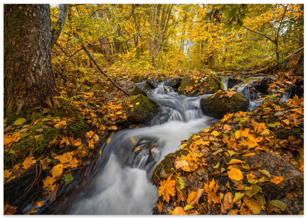 Stream in the forest v2