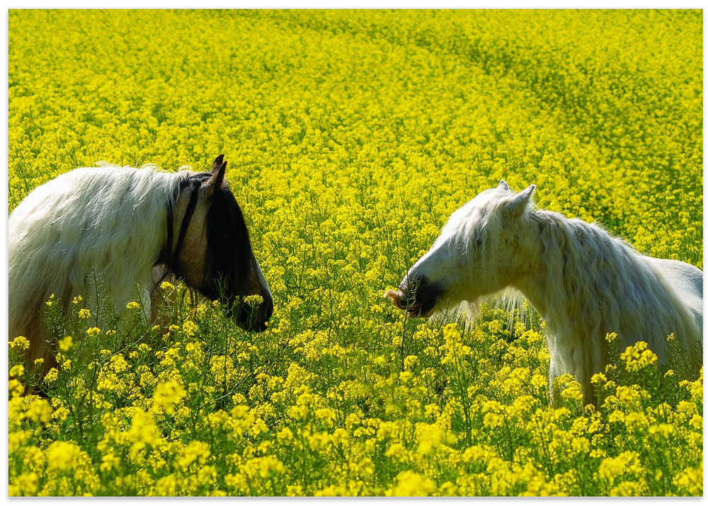 a short story about exchange of glances