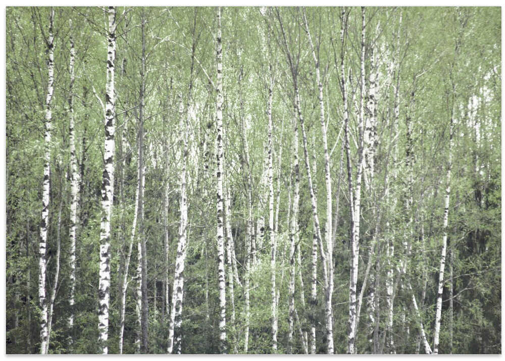 In the birch forest