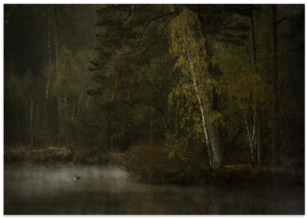 Looking for a friend