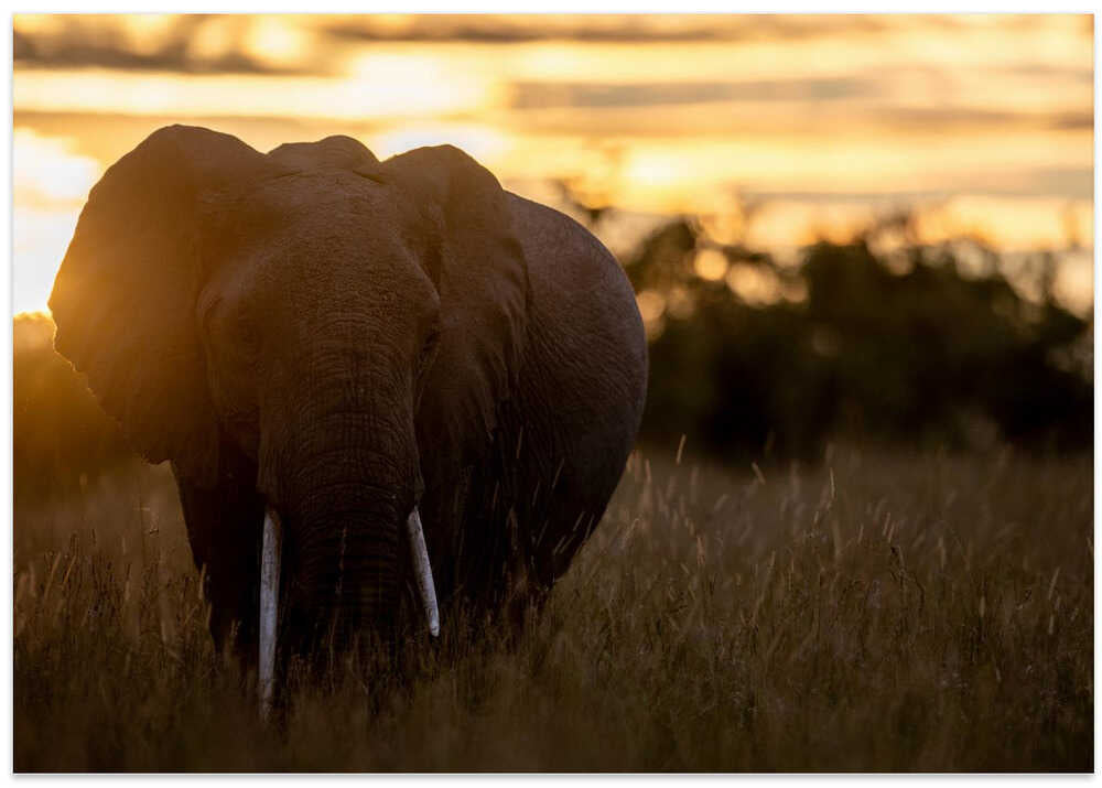 elephant sunrise