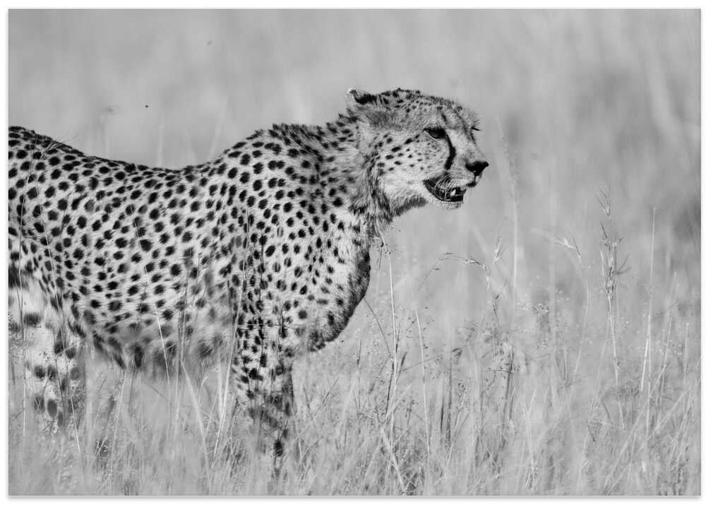 Side view of cheetah standing on field