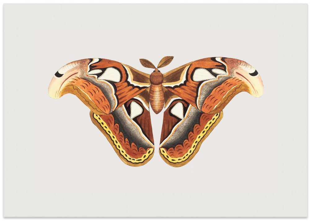 Atlas Moth