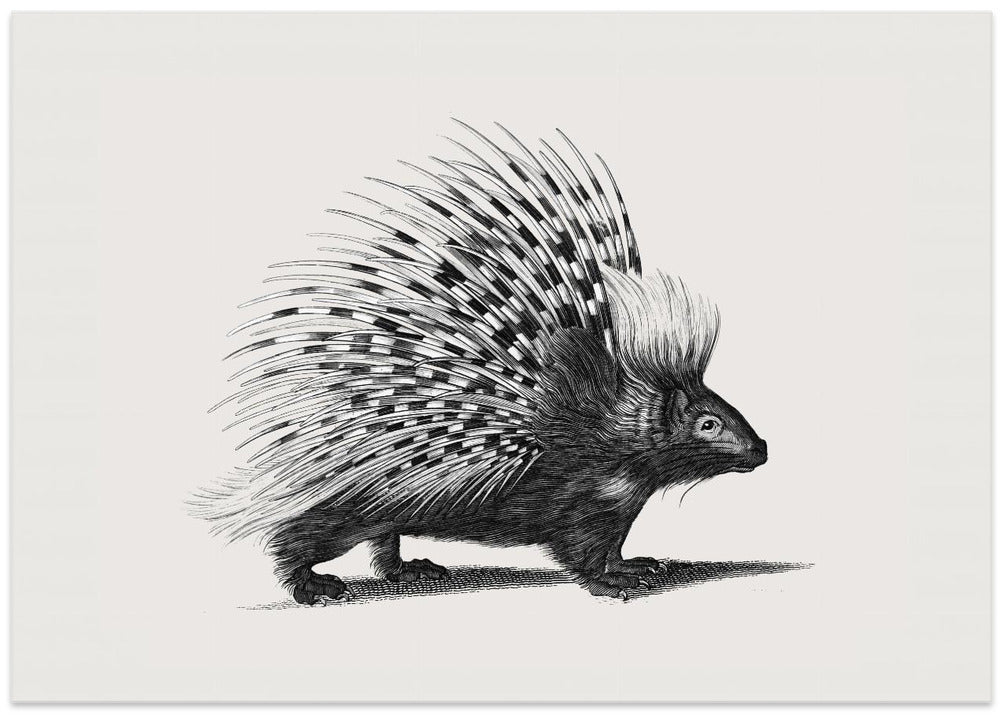 Illustration of Porcupine