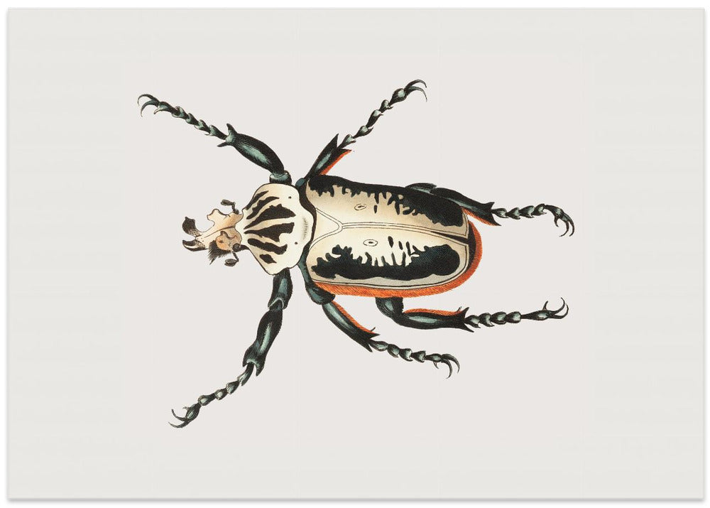 Goliath Beetle