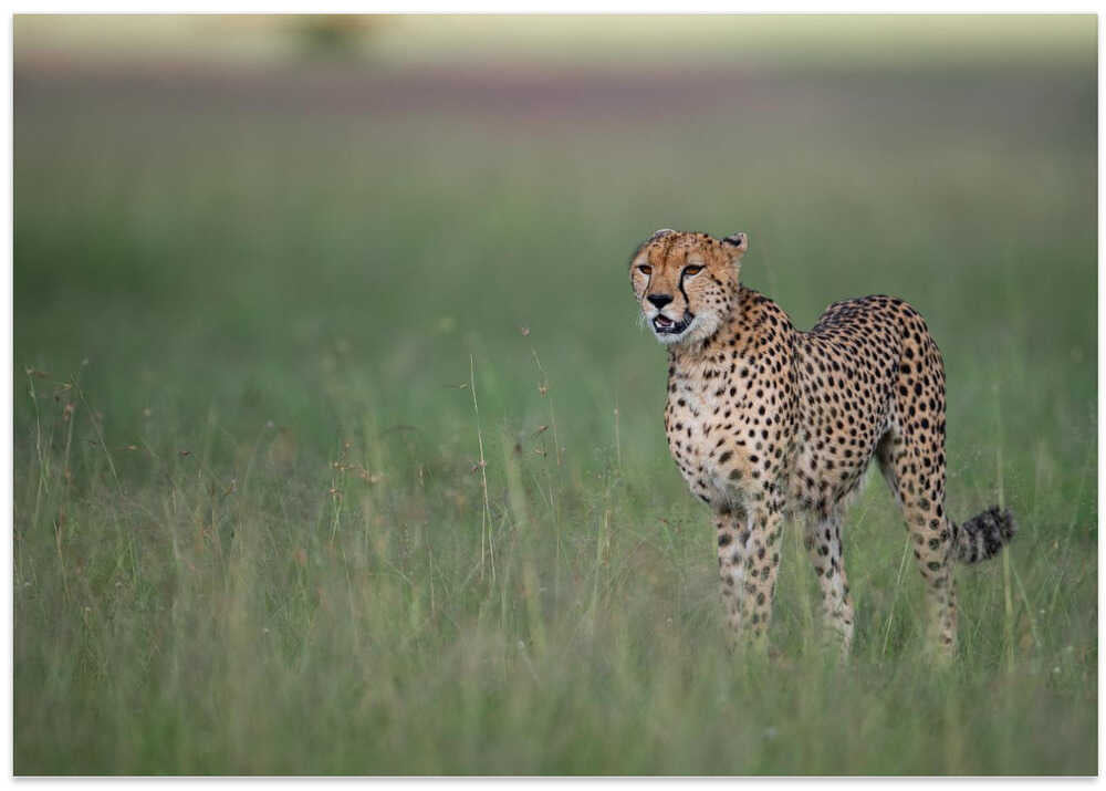 A cheetah on the hunt