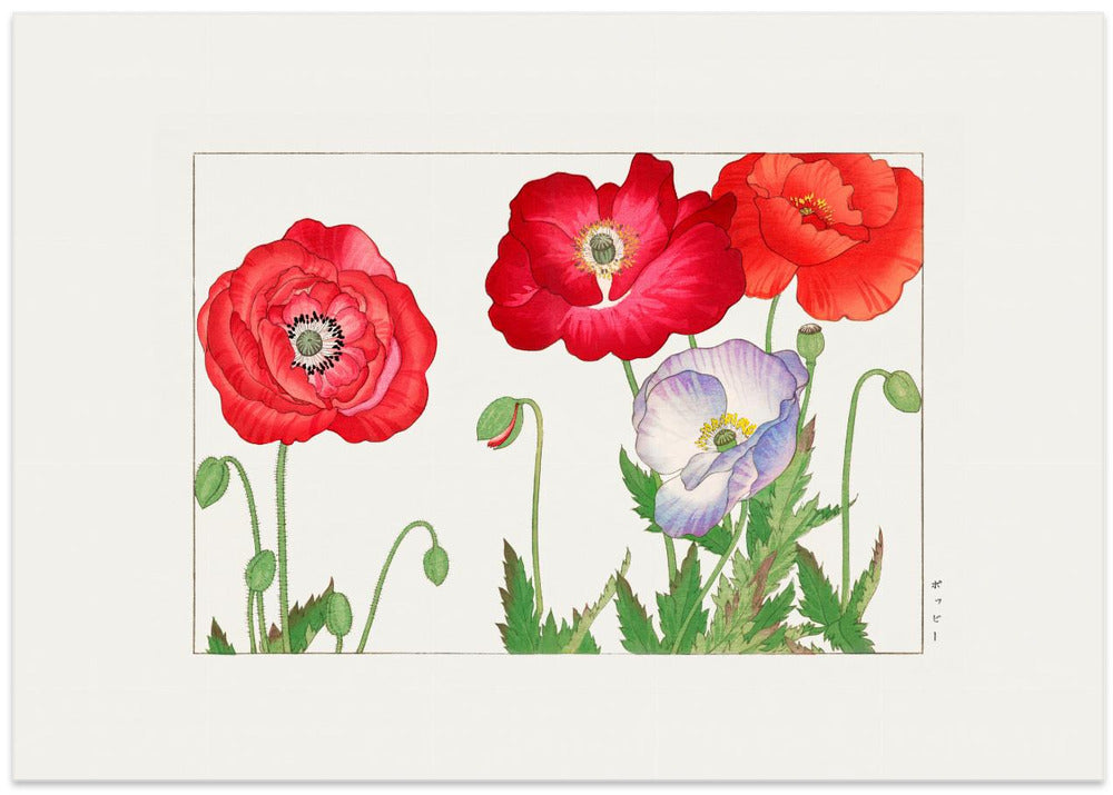 Vintage Poppy Flower