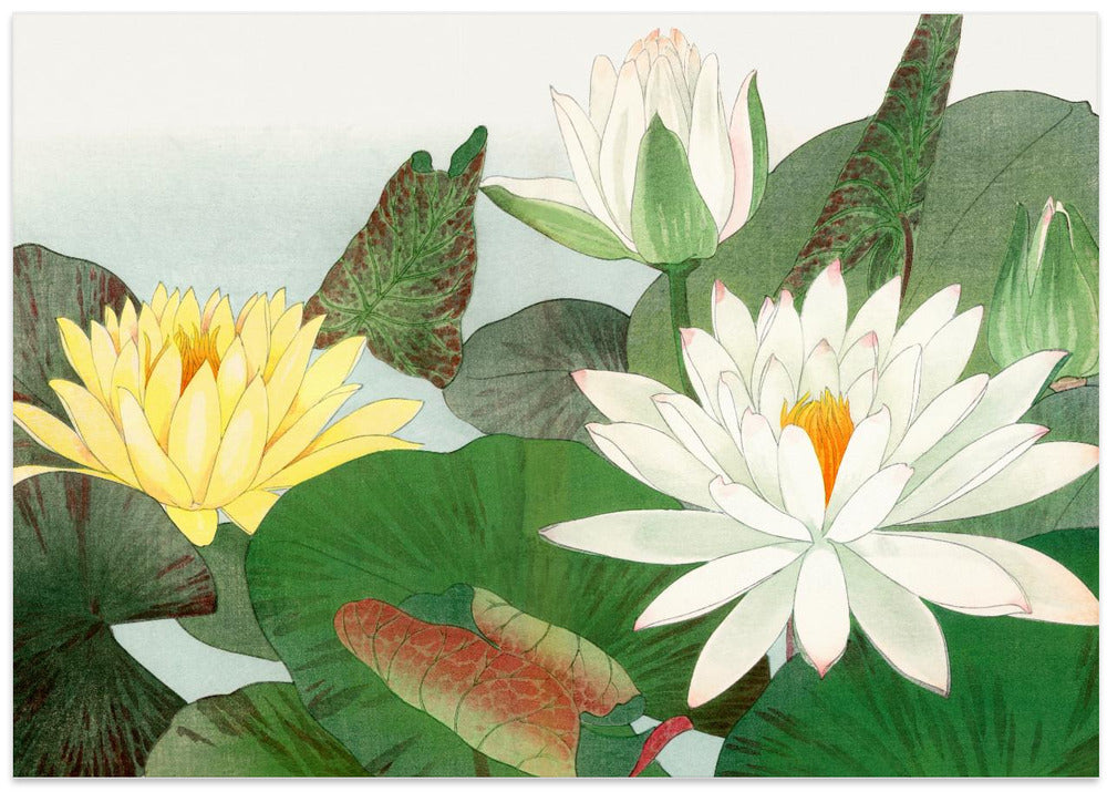 Nymphaea Lotus No.2