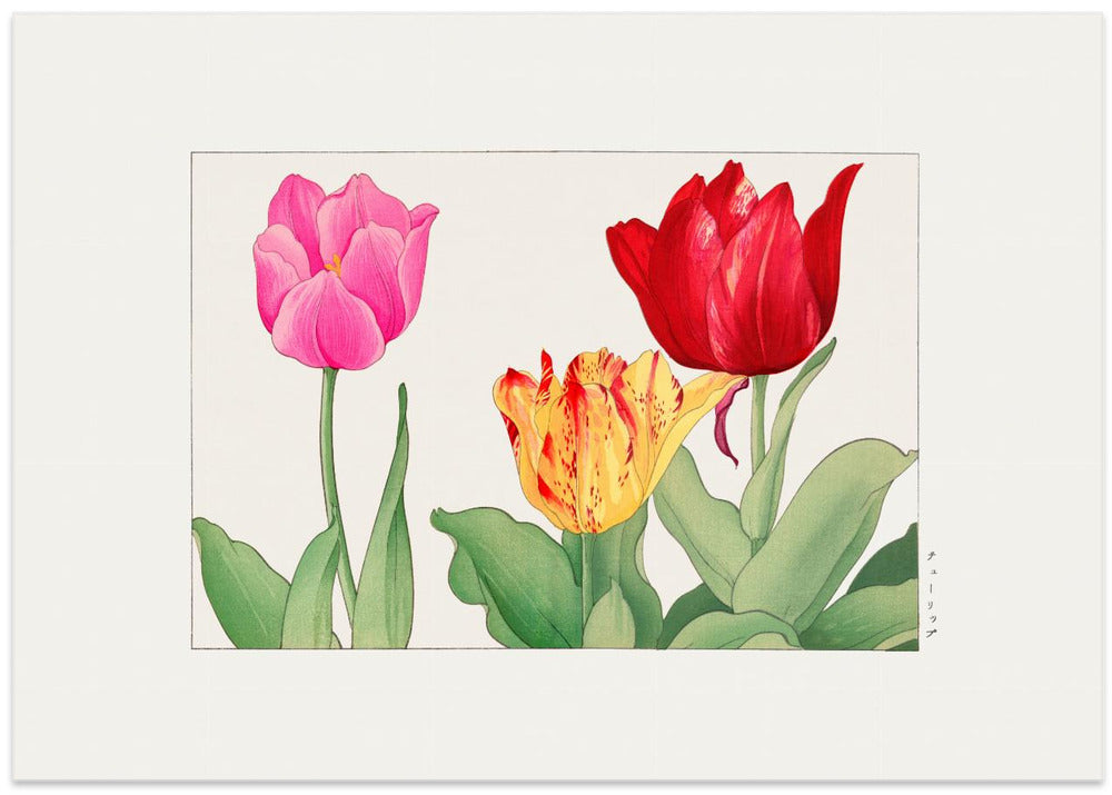 Tulips