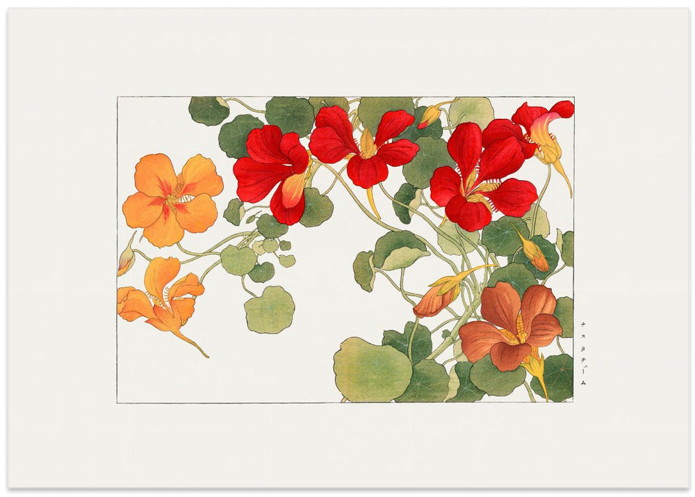 Nasturtium Flower