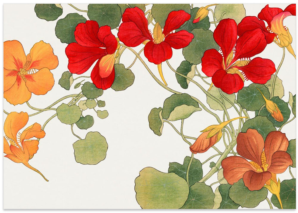 Nasturtium Flower No.2