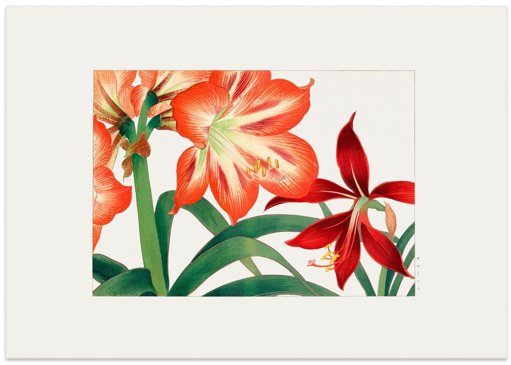 Vintage Amaryllis Flower