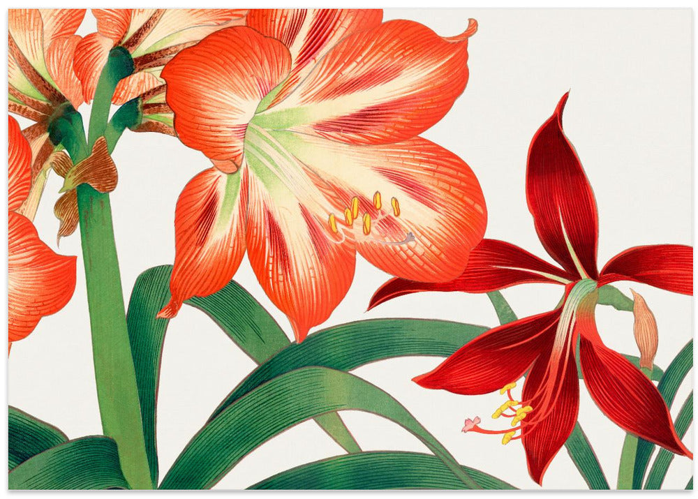 Vintage Amaryllis Flower No.2