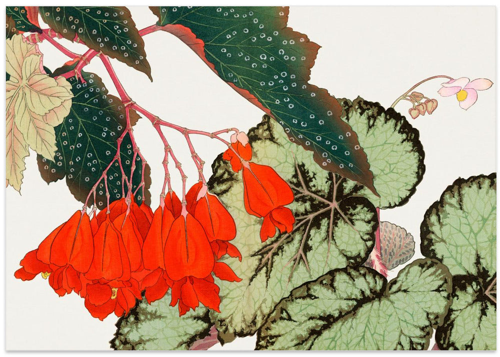 Cracklin Rosie Begonia Flower No.2