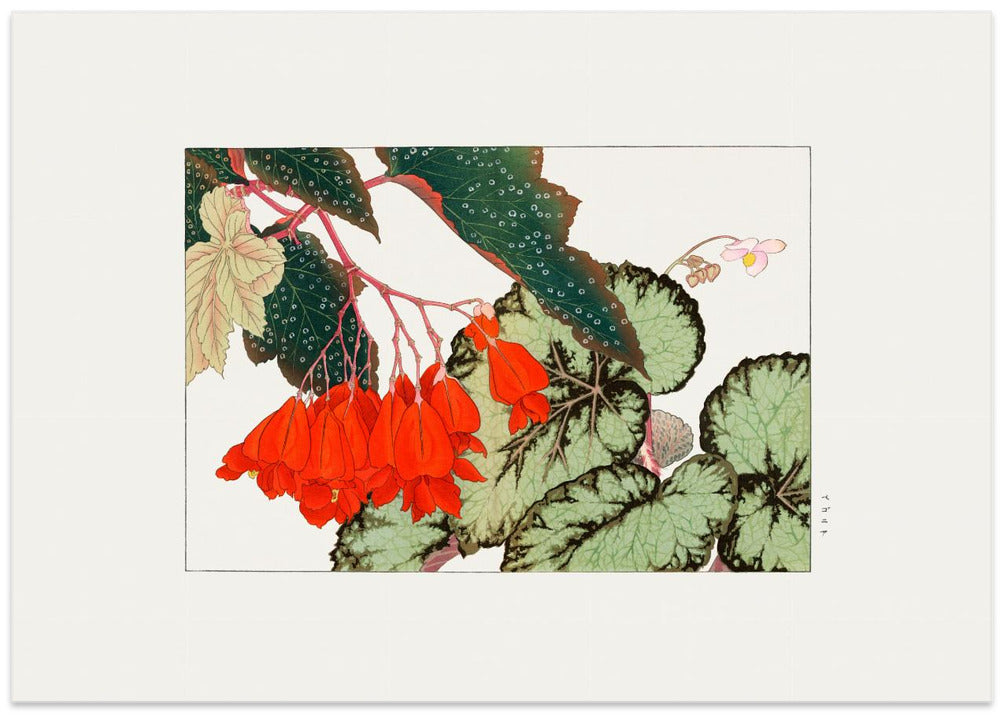 Cracklin Rosie Begonia Flower