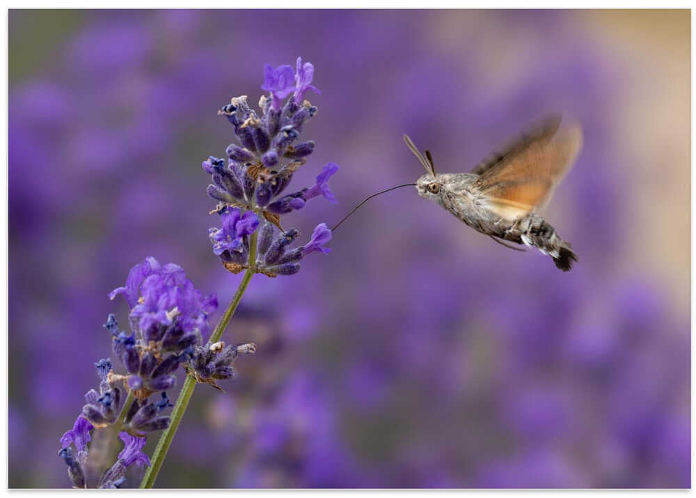 Hummingbird Hawk Moth