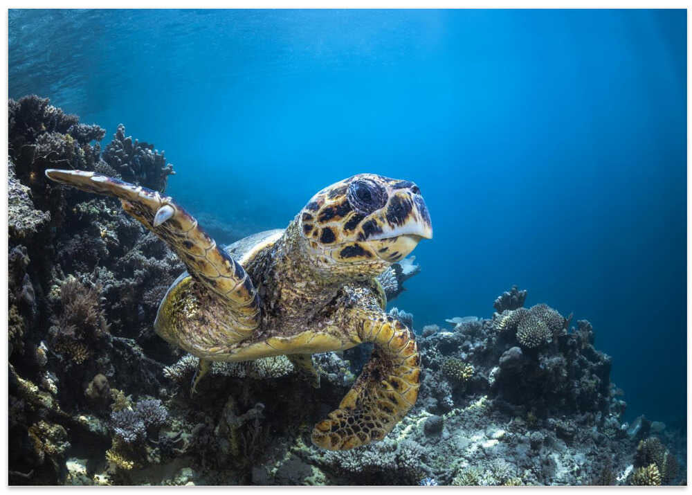 Hawksbill turtle