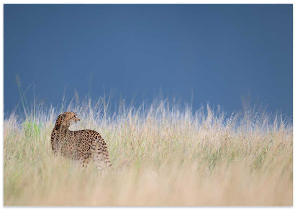Young cheetah before some rain