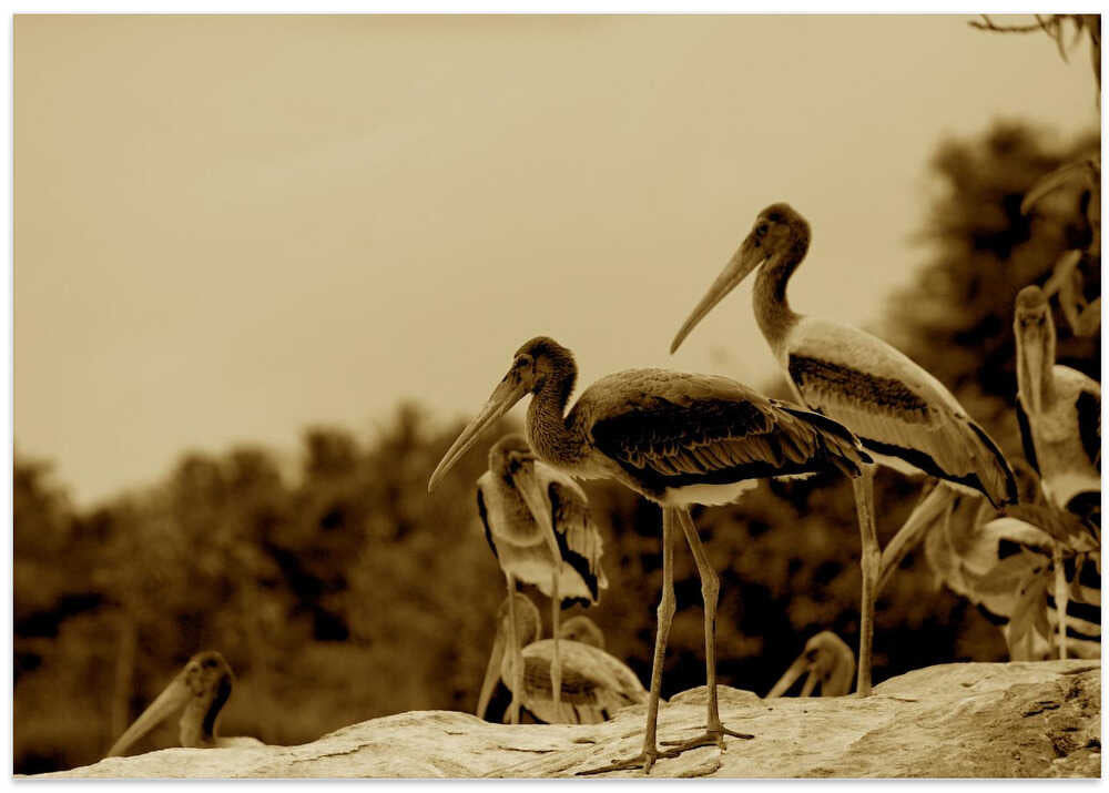 Serene Stork Gathering