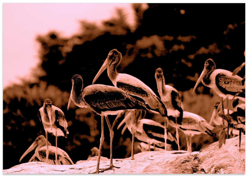 Stork Gathering Scene