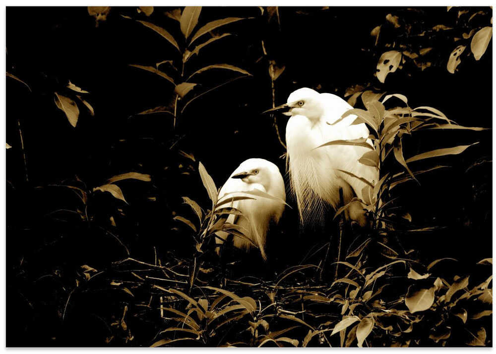 Egrets in Harmony